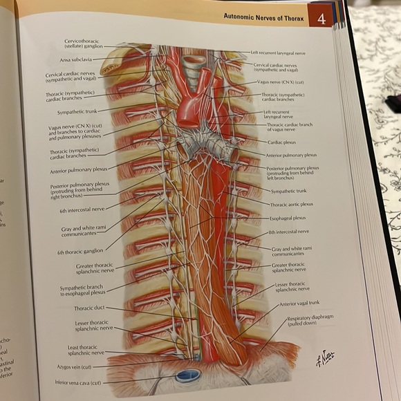 Frank H. Netter, MD Other Medical Textbook Atlas Of Human Anatomy